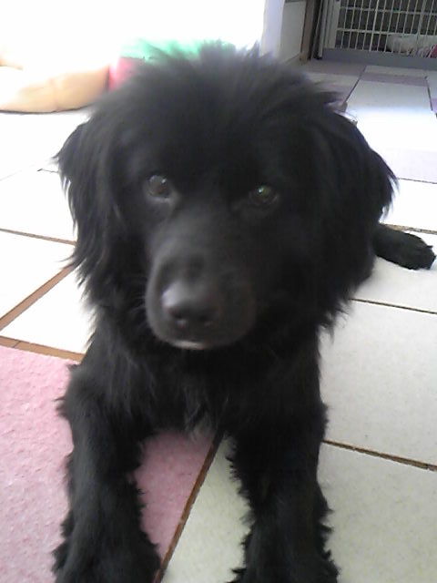 ６月１７日 日 保護犬猫の里親会 青山国連大学前 ニュース お知らせ ロンリーペット