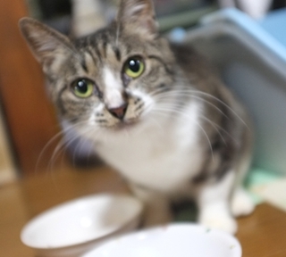 54564e53ef367.JPG